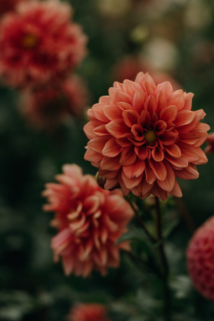 A close-up of coral dahlias glows against a soft, blurred garden background. Floral detail that fits the atmosphere of a romantic vineyard wedding in New England.
