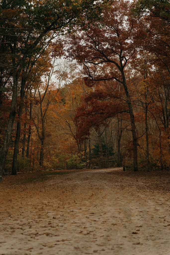 Quiet woodland road surrounded by golden and rust-colored trees during peak New England fall foliage